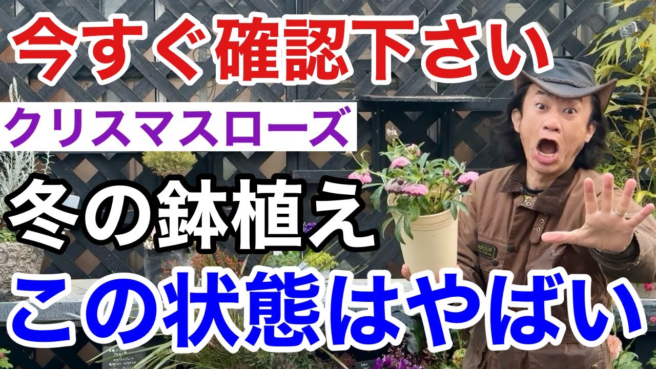 【もう迷わない】2月のクリスマスローズの管理教えます　【園芸】【ガーデニング】【初心者】