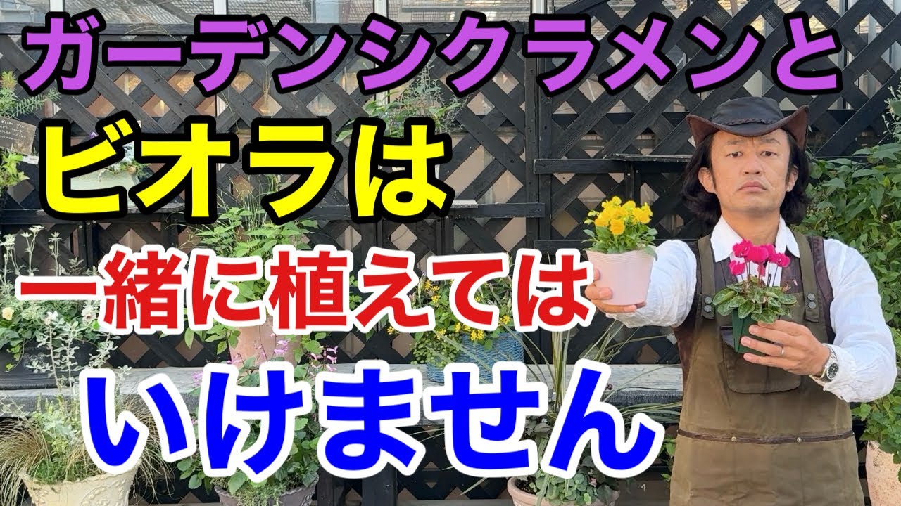 【すぐに枯れます】あなたが知らないガーデンシクラメンの本当の育て方　　　　【カーメン君】【園芸】【ガーデニング】【初心者】