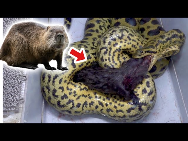 ３mのアナコンダが巨大ネズミ、ヌートリアを丸呑みにする