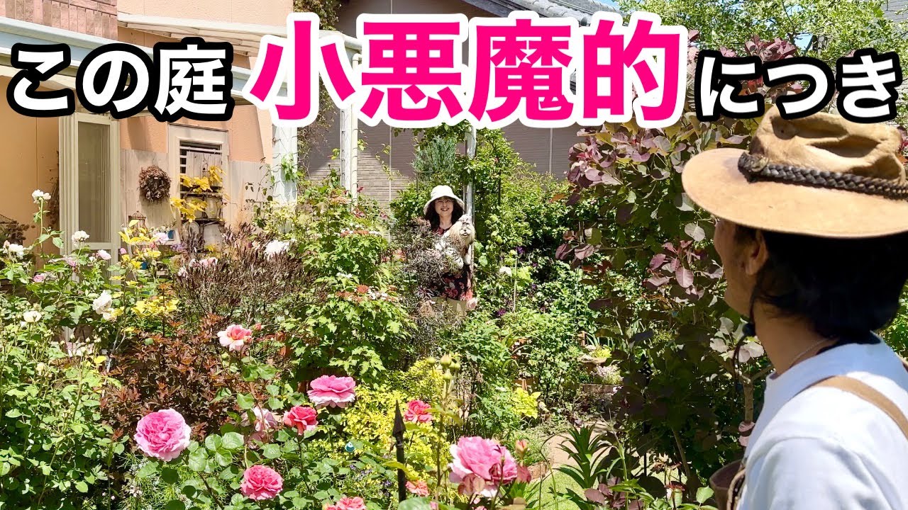 【胸キュンが止まらない】小さな空間で大人かわいい庭は作れます　【カーメン君】【内田さん】【ガーデニング】【個人庭】
