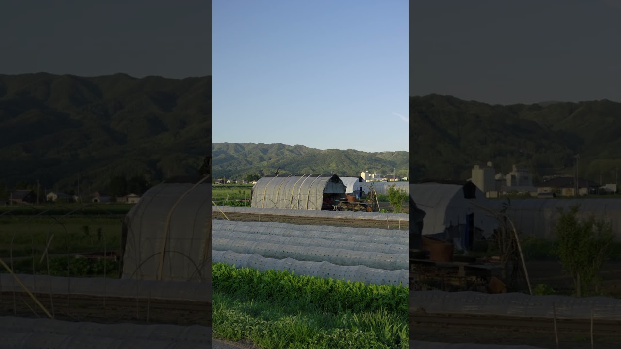 田舎の夕方散歩｜初夏　#田舎の風景 #japancountryside