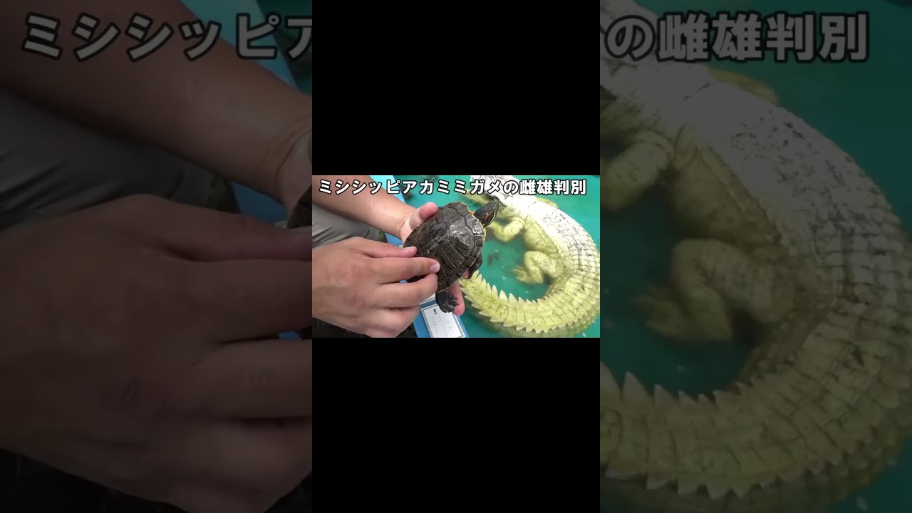 ミシシッピアカミミガメの性別の見分け方 #shorts