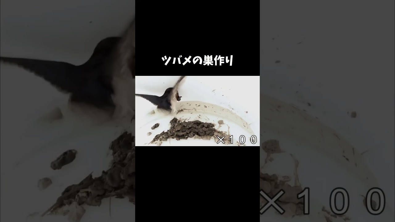 ツバメの巣作り #shorts