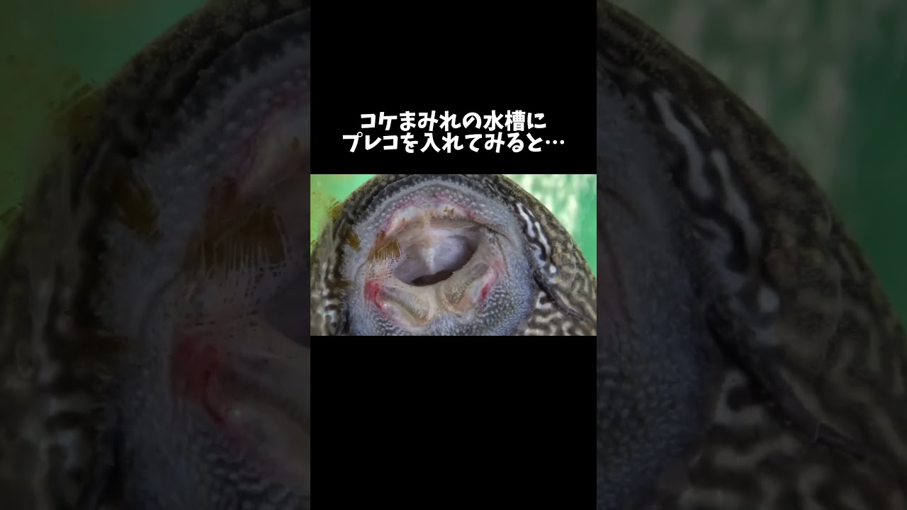 コケまみれの水槽にプレコを入れてみると… #shorts