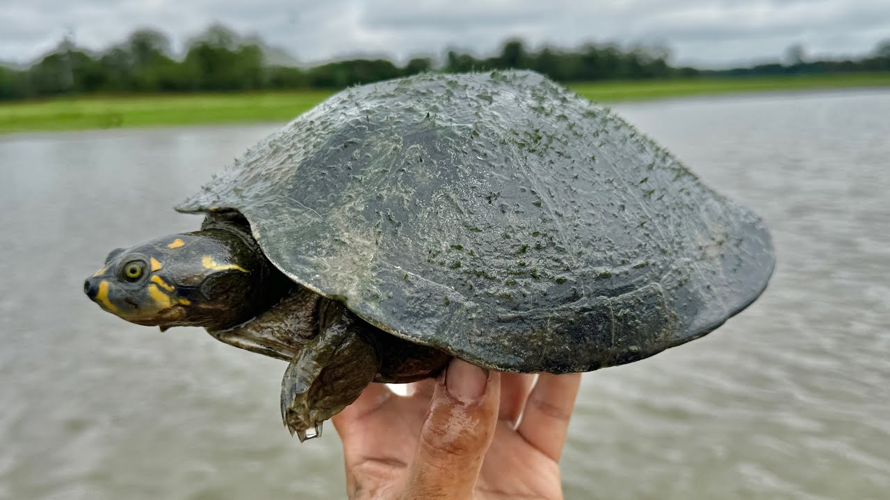 アマゾン河で野生のモンキヨコクビガメを捕まえて食べる！