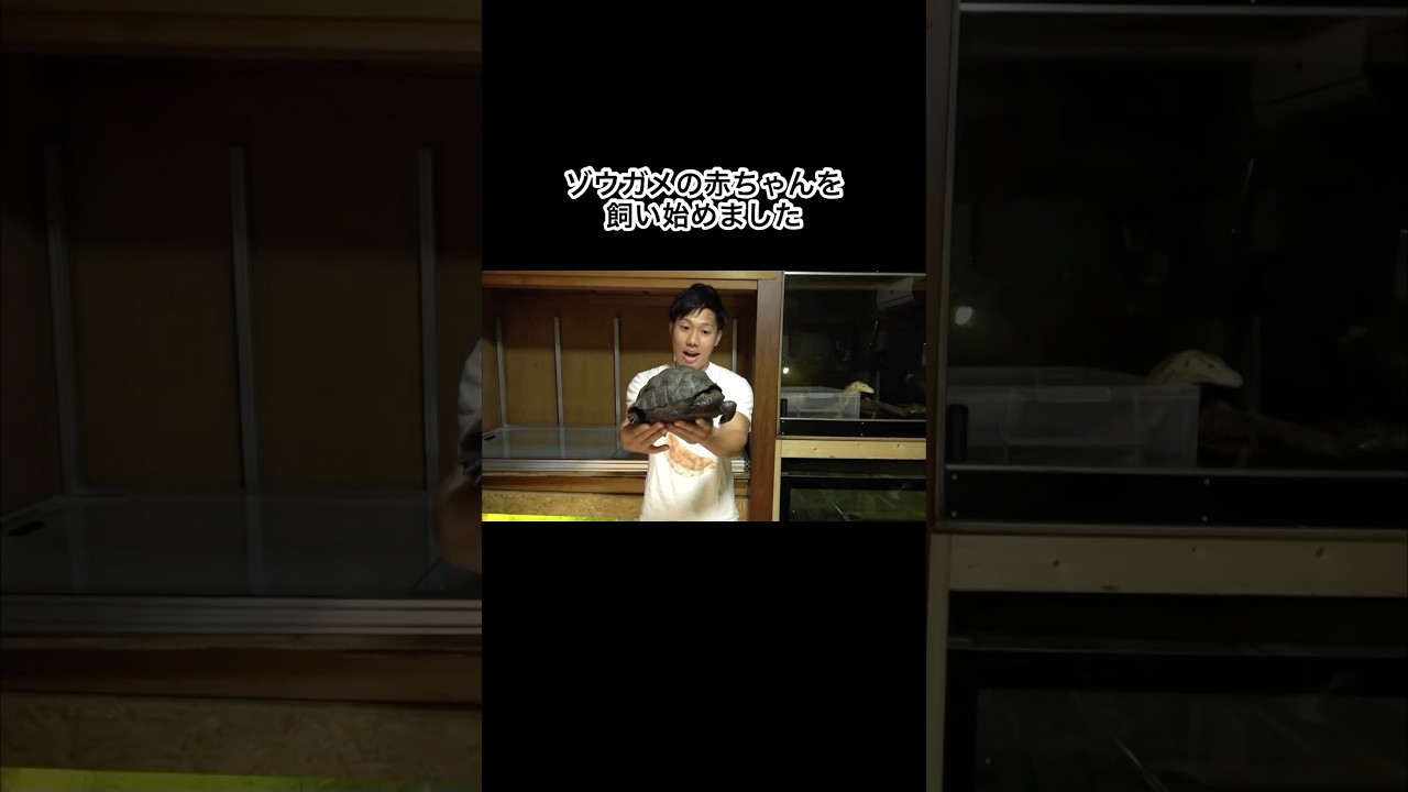 ゾウガメの赤ちゃんを飼い始めました　#shorts