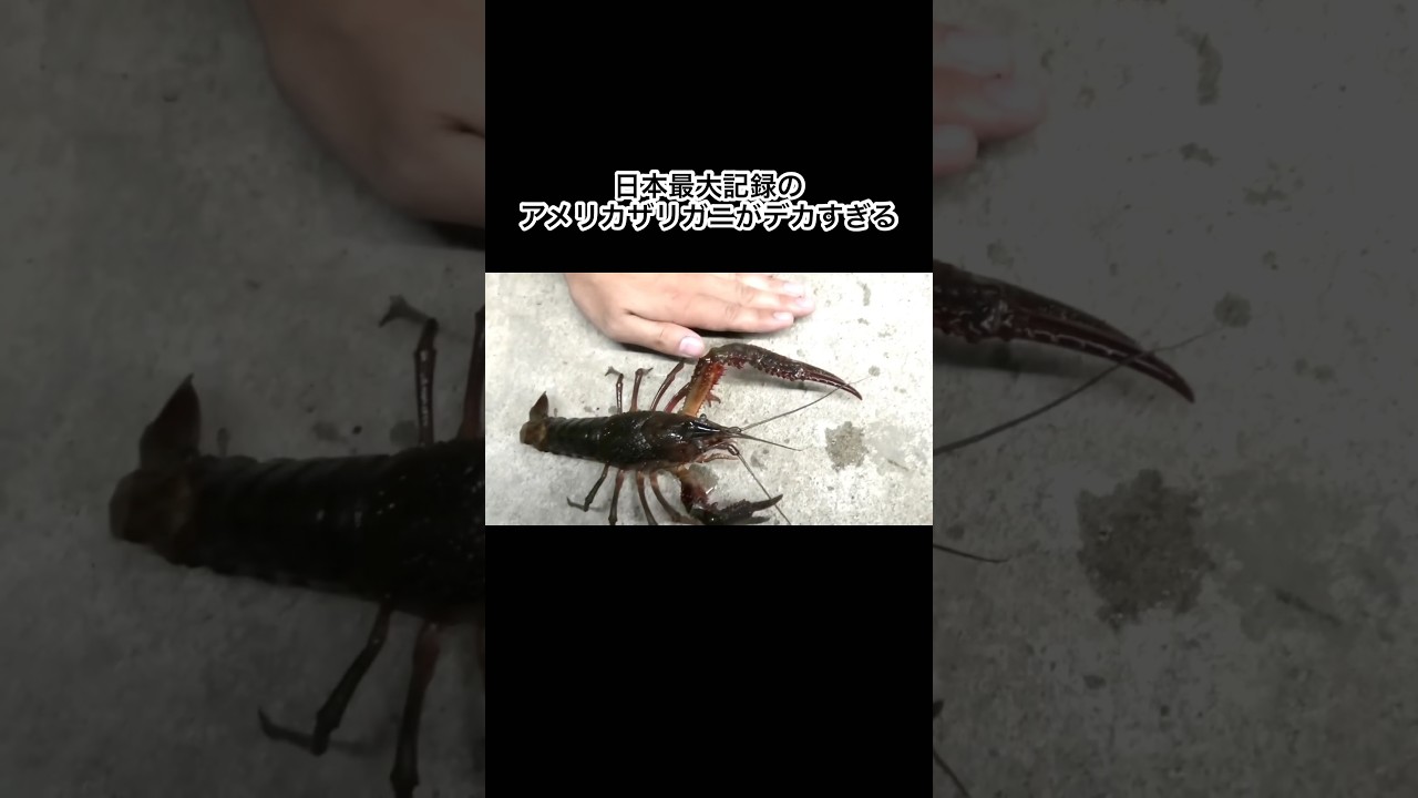 日本最大記録のアメリカザリガニが規格外すぎた #shorts