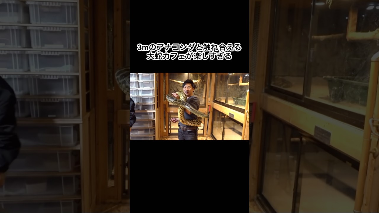 アナコンダと触れ合える大蛇カフェが楽しすぎた　#shorts