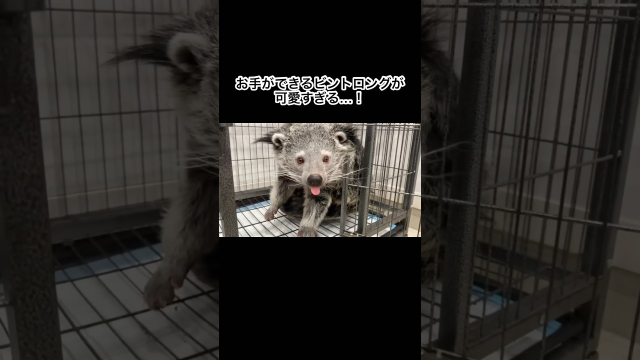 お手ができるビントロングが可愛すぎる…！ #shorts