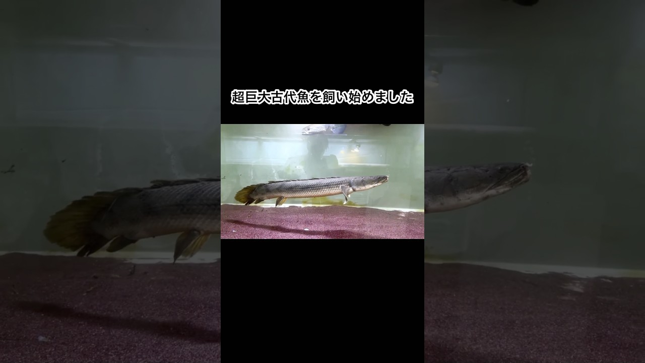 超巨大古代魚ポリプテルスコンギクスがやってきました　#shorts #魚