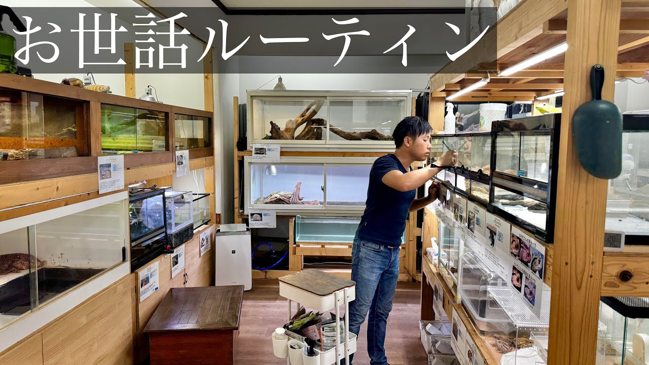 １００種類以上の生き物を飼育する爬虫類館のルーティンを公開します