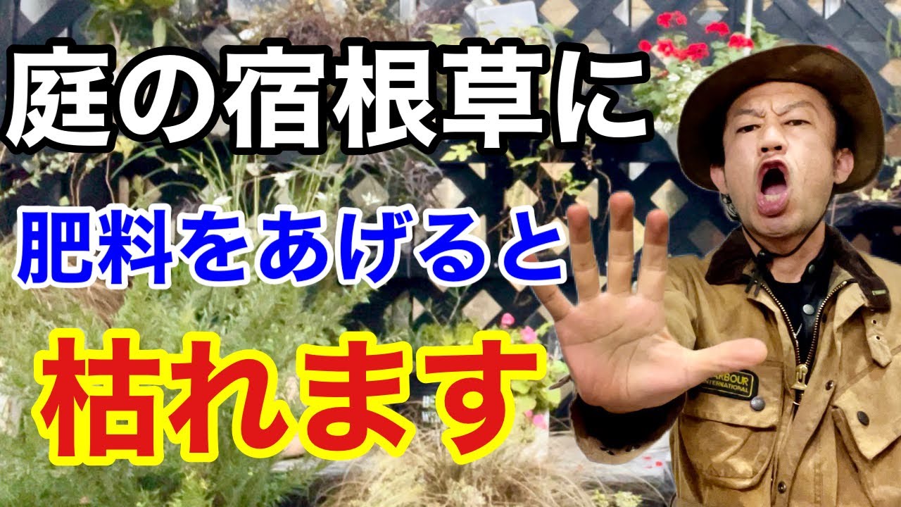 【そんなバカな】宿根草の上手な育て方教えます　　【カーメン君】【園芸】