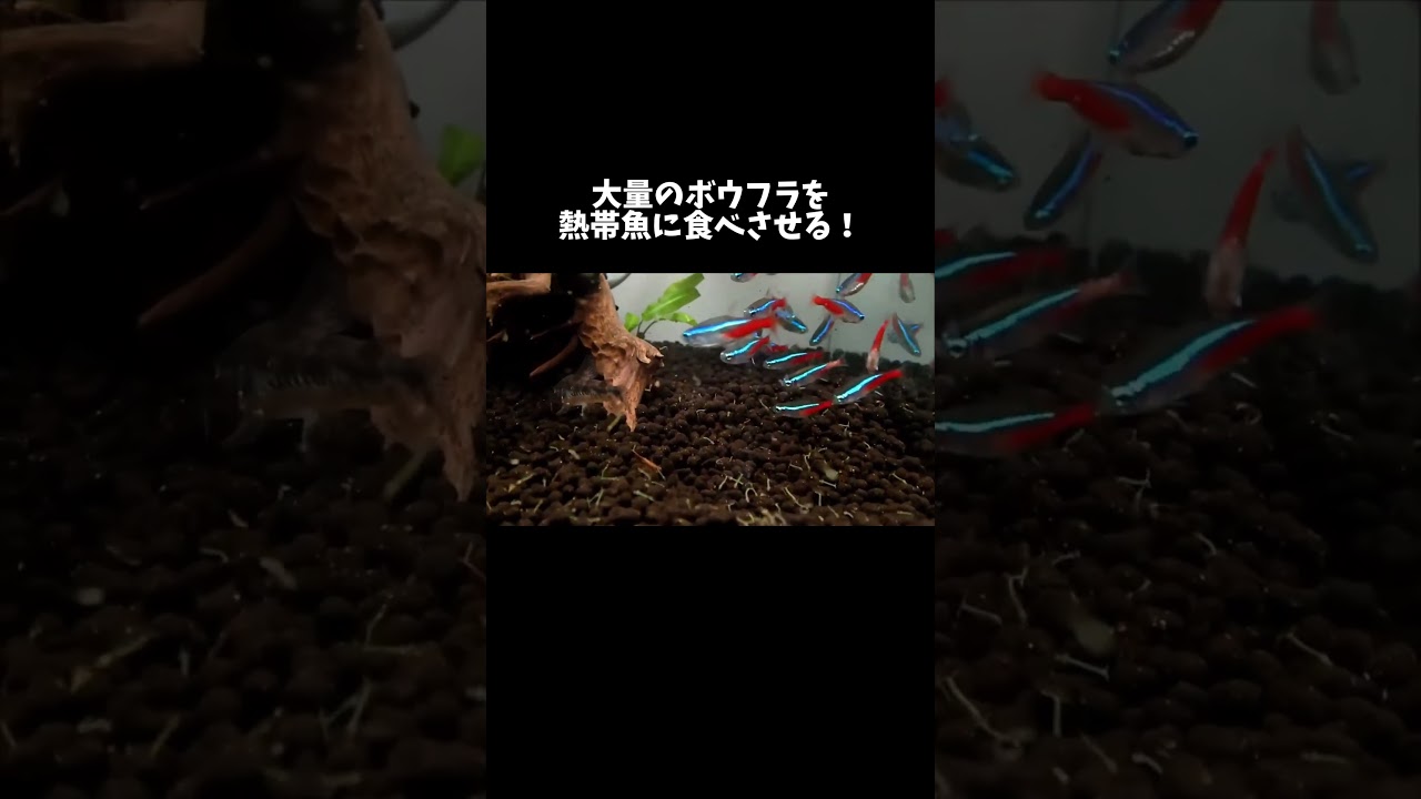大量のボウフラを熱帯魚に食べさせる！ #shorts