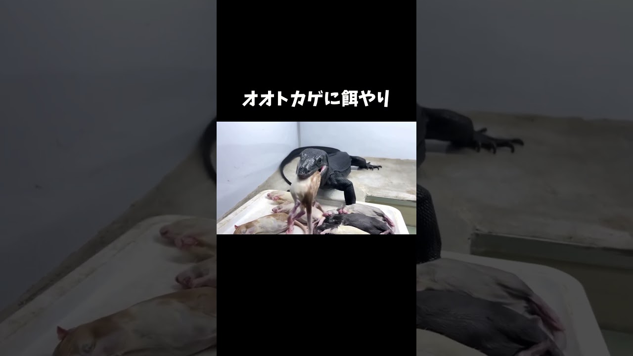 オオトカゲに餌やり #shorts