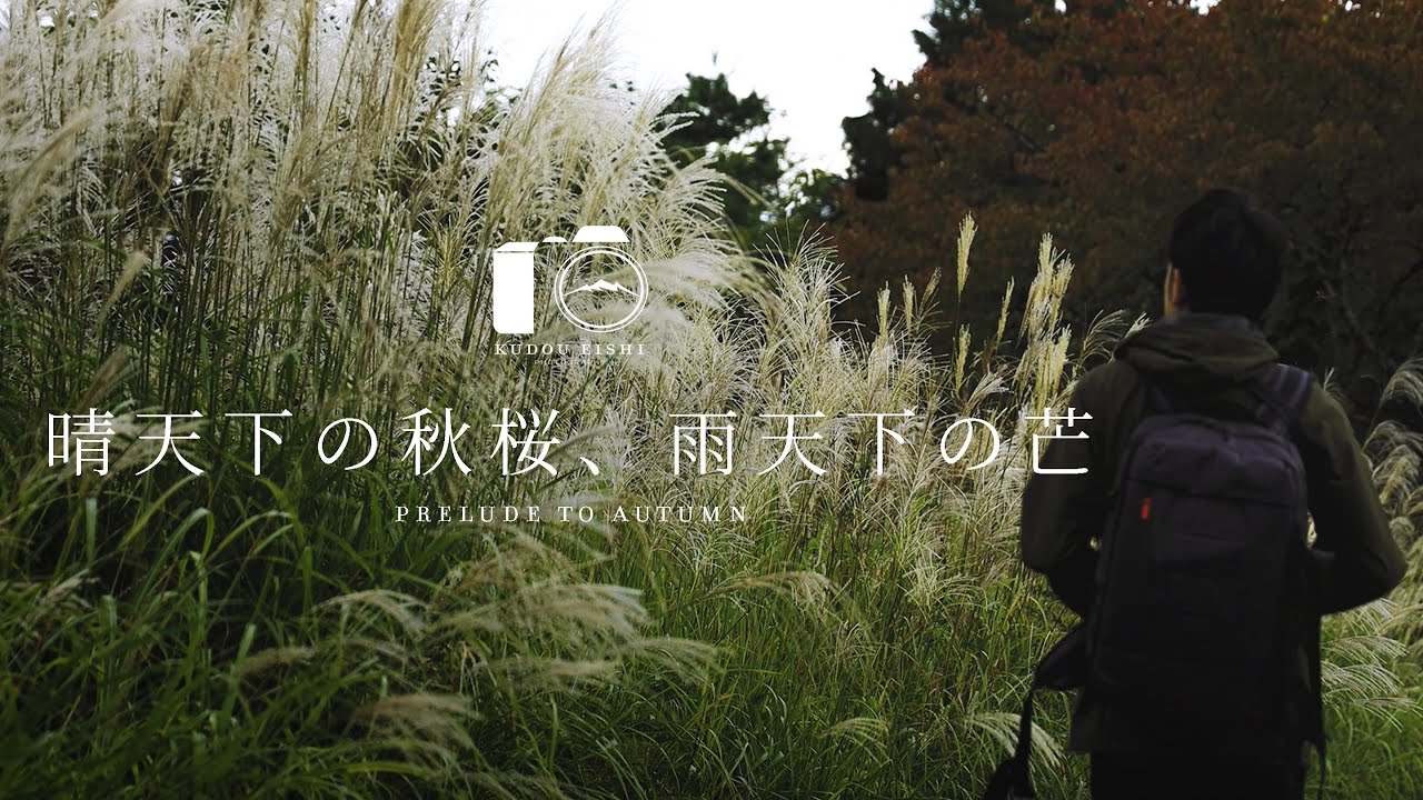 【風景写真】晴天のコスモスと雨天のすすき。秋の始まりの景色