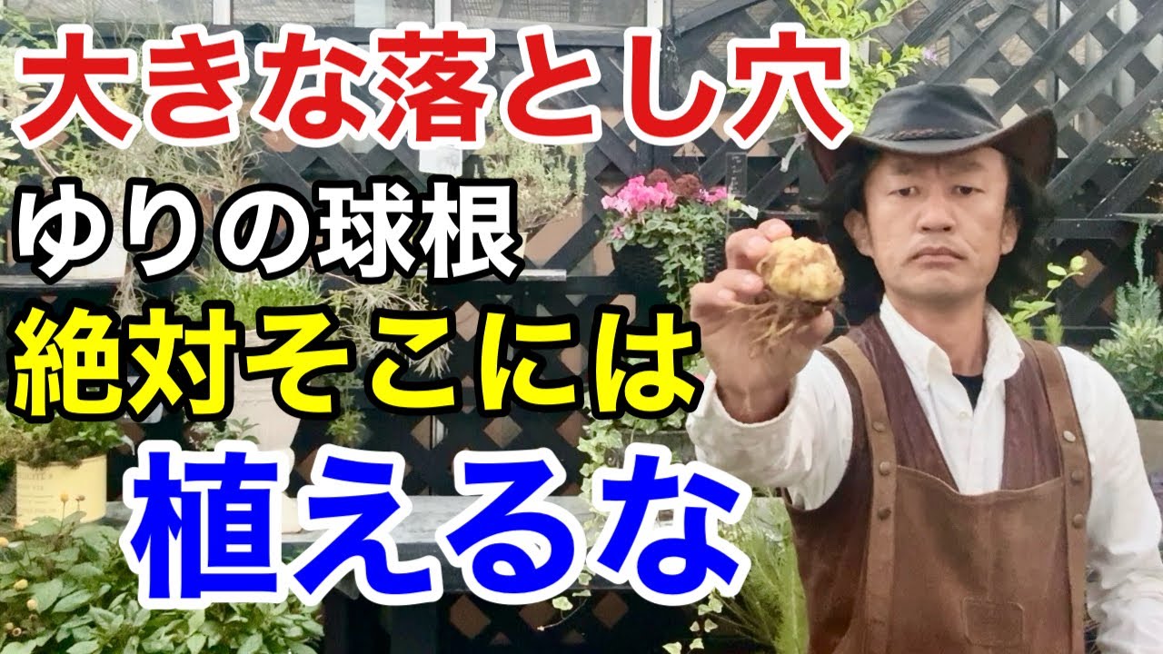 【知らないと必ず後悔する】百合の正しい育て方教えます　　　【カーメン君】【園芸】【ガーデニング】【初心者】
