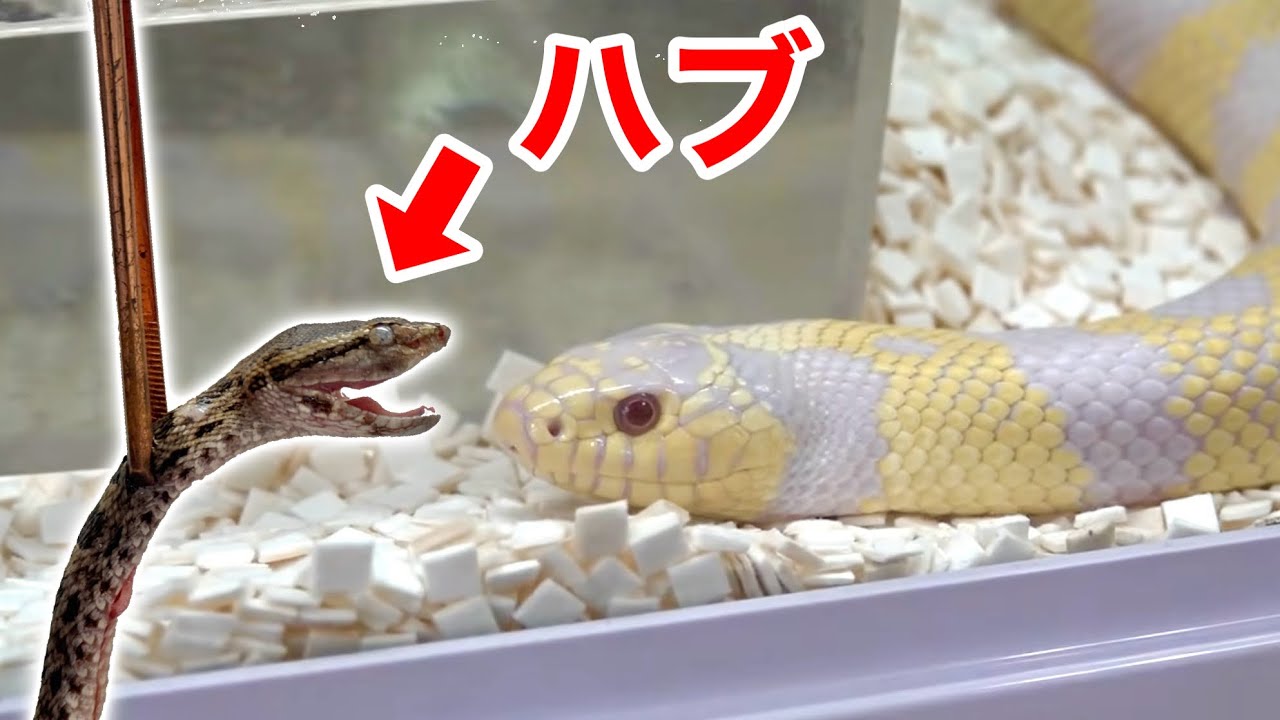 ヘビを食べるヘビ、キングスネークにハブを食べさせる！
