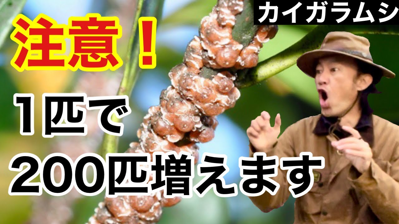 カイガラムシのかしこい防除の仕方教えます　【カーメン君】【園芸】【ガーデニング】【初心者】