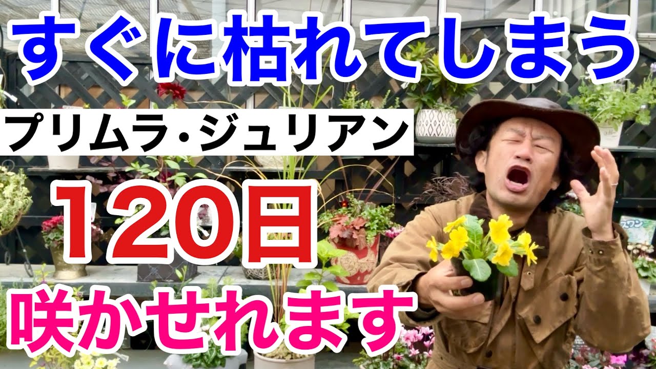 【原因はこれ】プリムラジュリアンを120日咲かせるコツ教えます　　　　【カーメン君】【園芸】【ガーデニング】【初心者】
