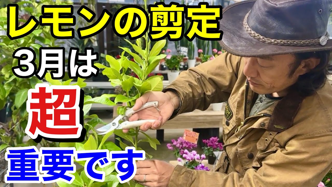 【お急ぎください】今剪定しないとレモンが収穫できなくなります　　　　　　　【カーメン君】【園芸】【ガーデニング】【初心者】