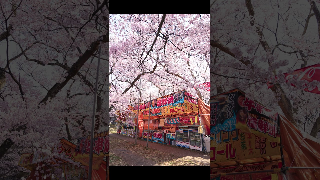 【風景写真】桜の街の美麗な景色
