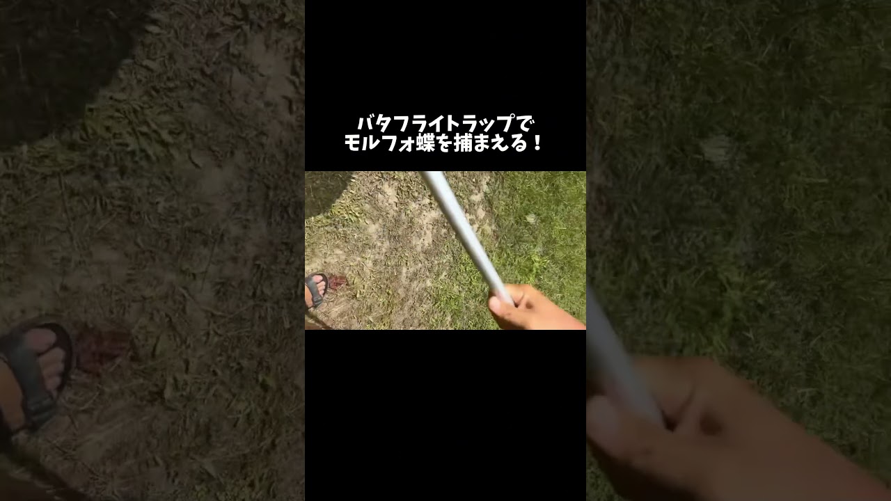 アマゾンの奥地で野生のモルフォ蝶を捕まえる！　#shorts