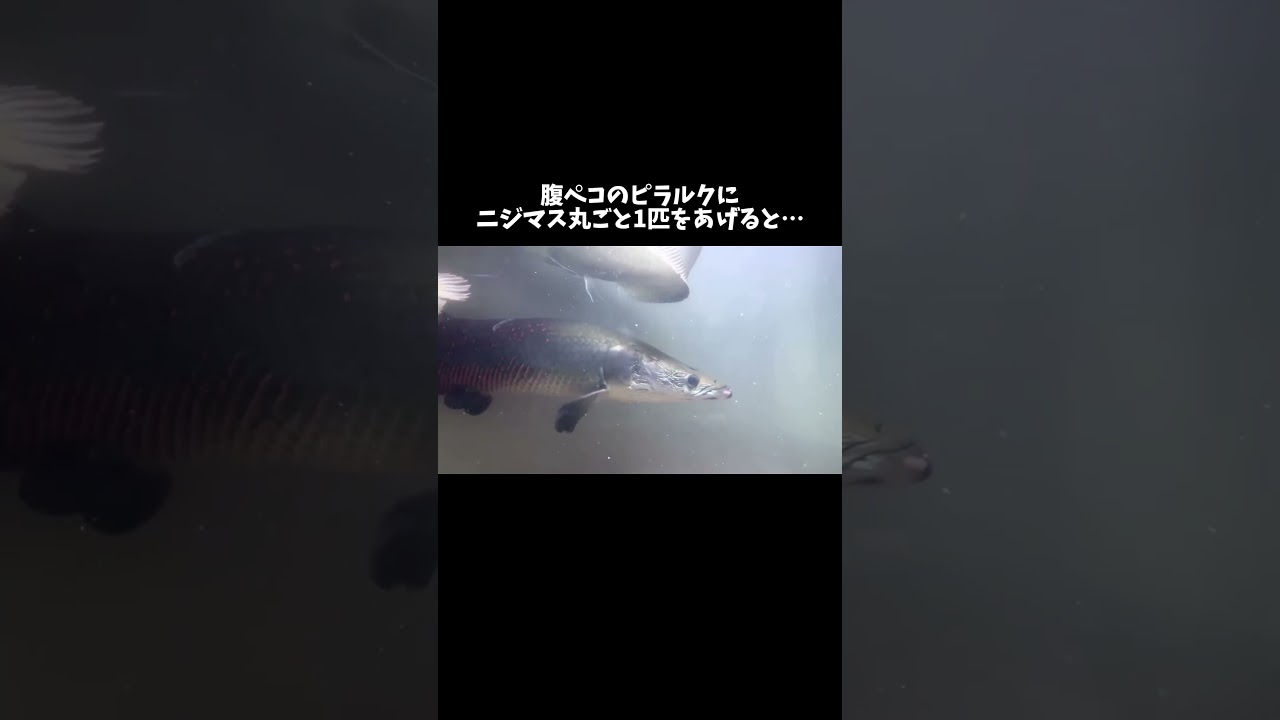 腹ペコのピラルクにニジマス丸ごと1匹をあげると… #shorts
