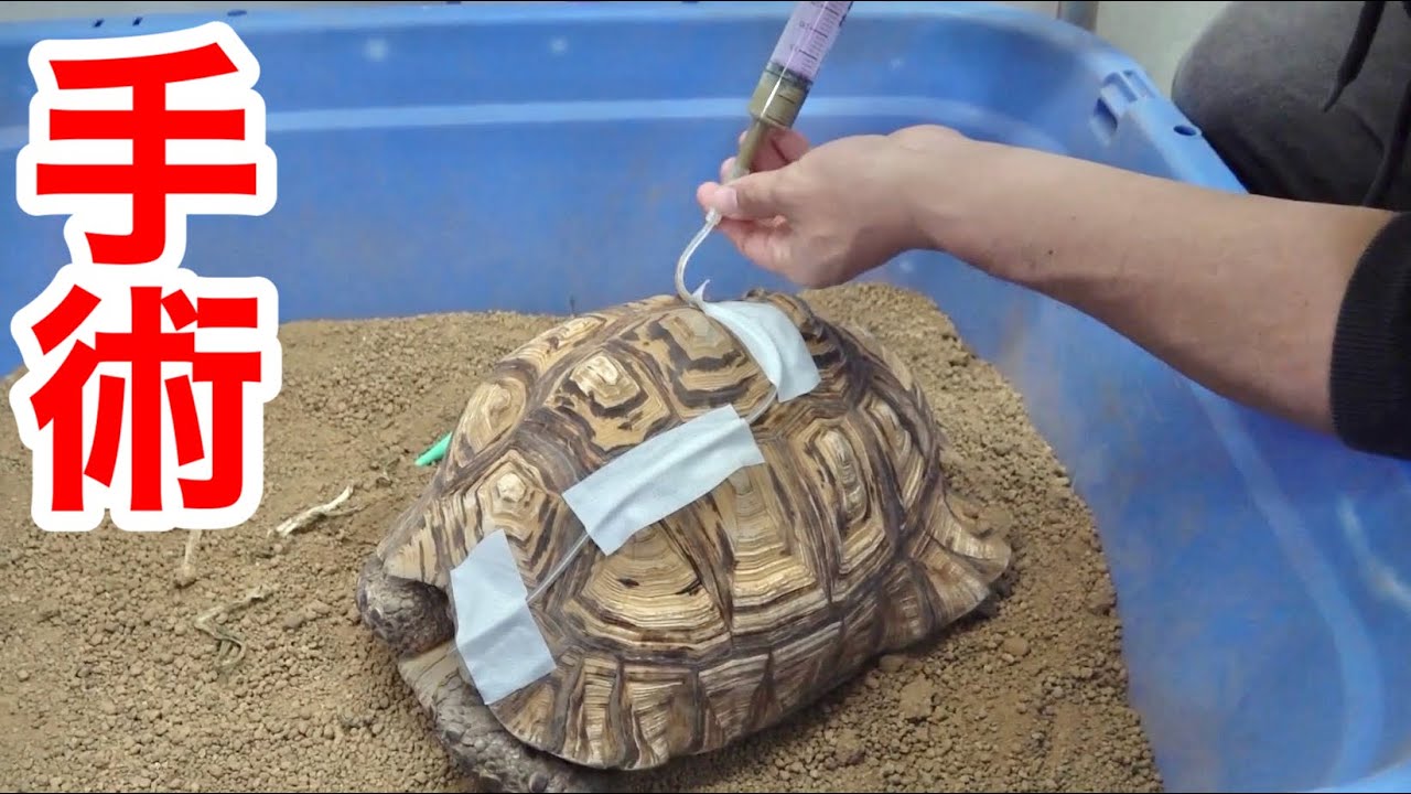 リクガメが餌を食べなくなったので動物病院で手術しました