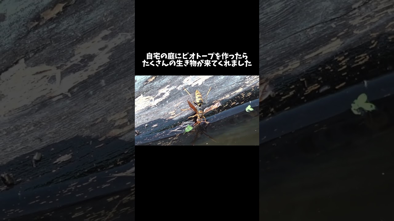 自宅の庭でビオトープを作って生き物を観察　#shorts