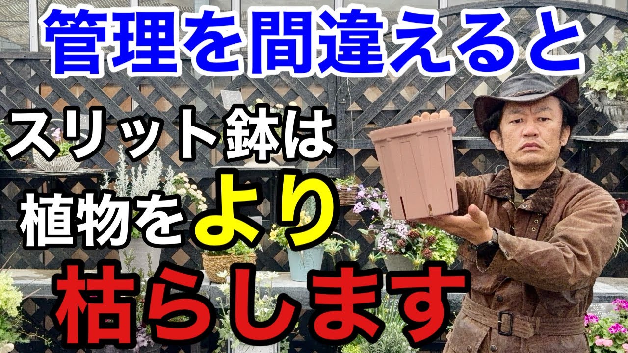 【必ずご覧下さい】スリット鉢で植物を育てる時は絶対に気をつけて下さい　　　　　【カーメン君】【園芸】【ガーデニング】【初心者】