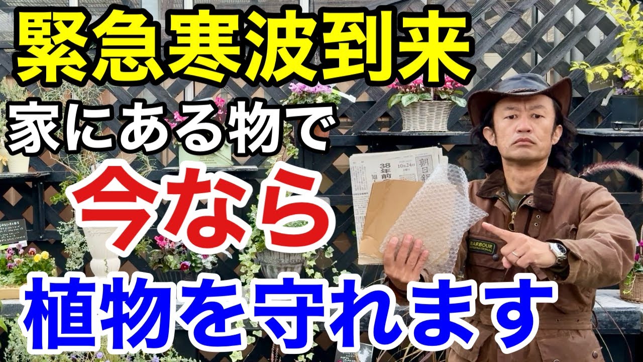 【今週からヤバい】家にある物で買わずに出来る防寒対策法教えます　【カーメン君】【園芸】【ガーデニング】【初心者】