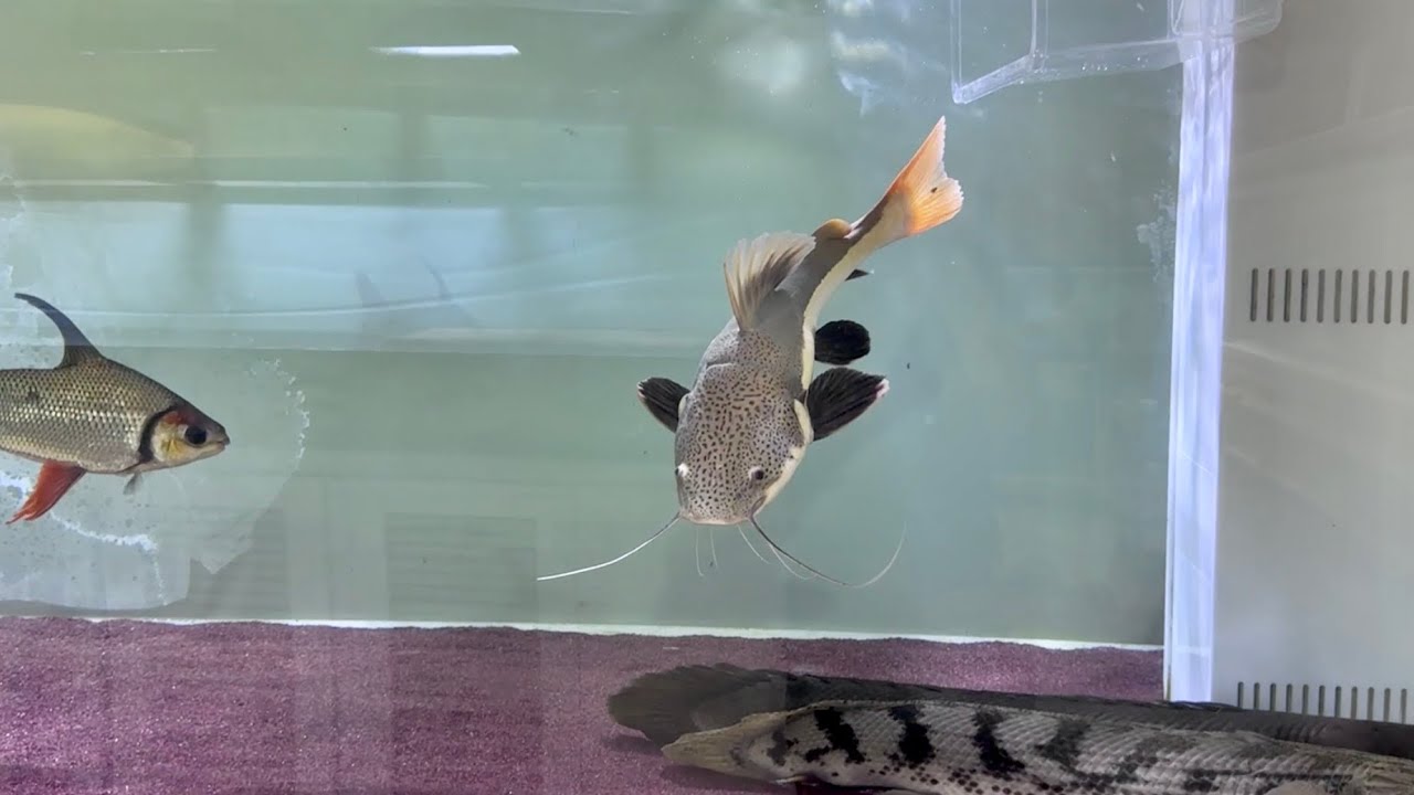 川で捕まえたレッドテールキャットを３ｍ水槽に放ちました