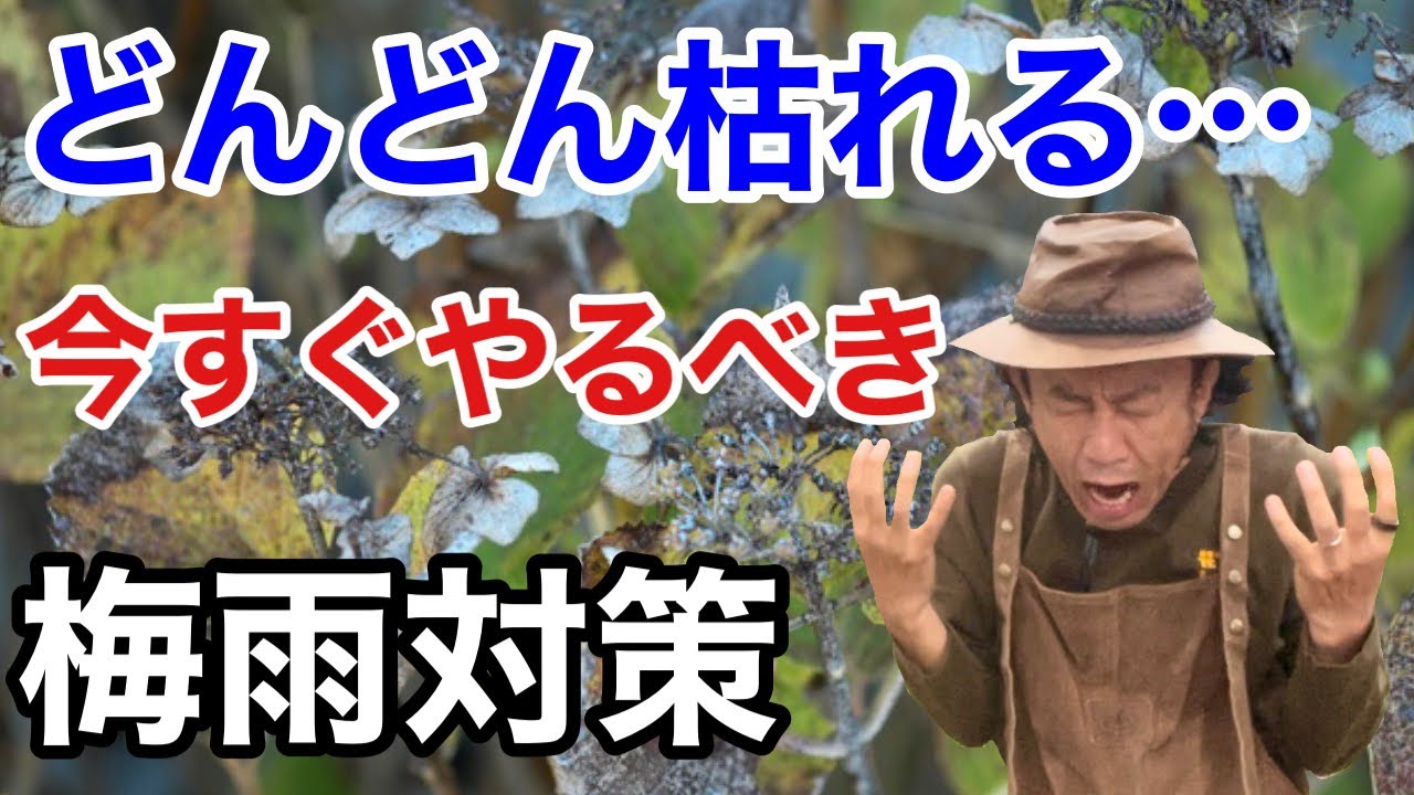【雨はもうやだ】初心者でも梅雨越しが成功できる管理方法教えます　　　　【カーメン君】【ガーデニング】【園芸】