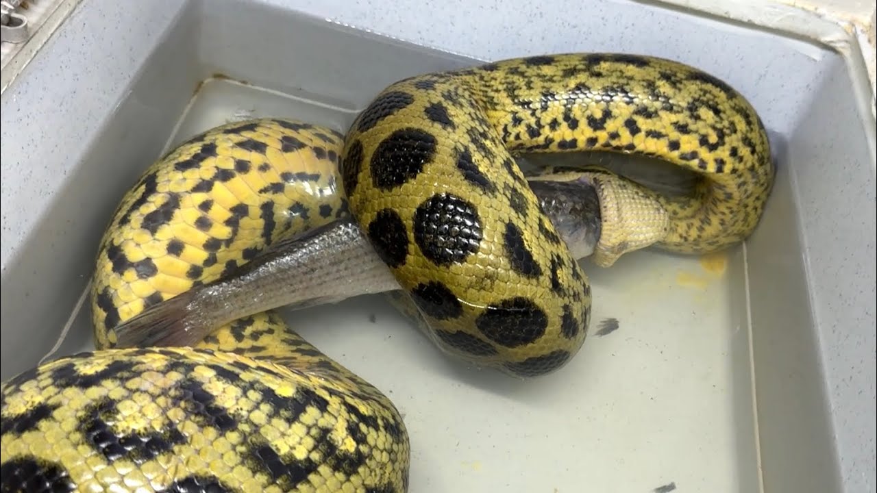 巨大なボラを丸呑みにするアナコンダ