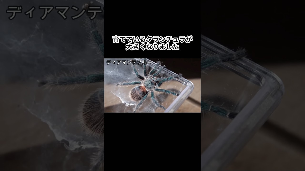 タランチュラが大きくなりました　#shorts