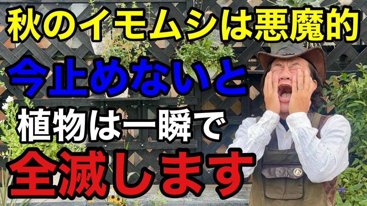 【今年は最悪】猛暑の後に爆増する最悪のイモムシ対策教えます　　　　　　　　【カーメン君】【ヨトウムシ】【ガーデニング】【初心者】