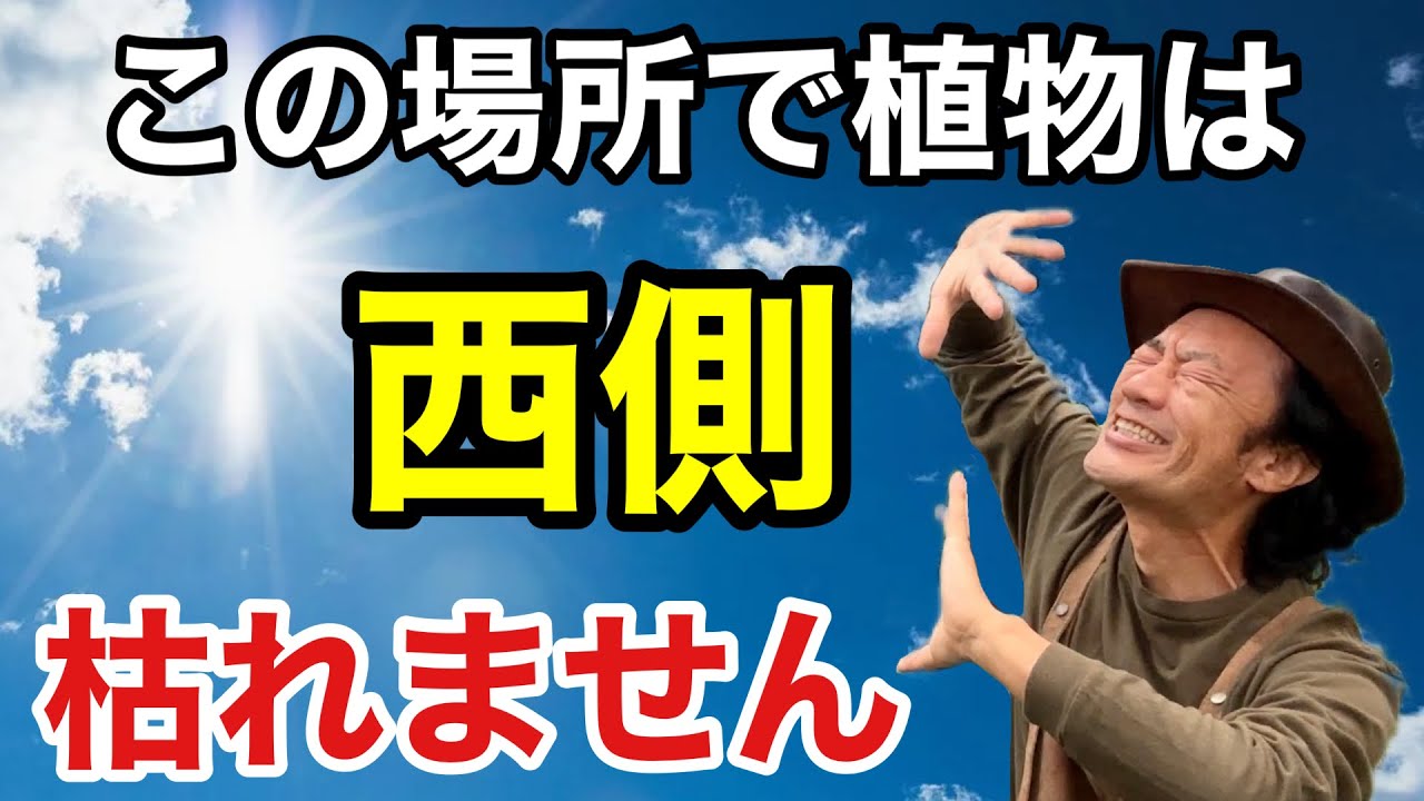 【知らなかった】実は西植物を育てるには〇〇なんです        【カーメン君】【園芸】【ガーデニング】