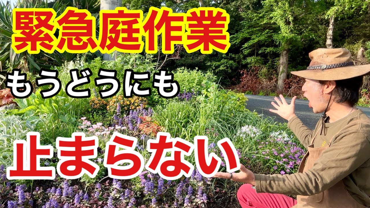 【今年は早すぎる】今すぐやるべき春本番前の下準備教えます　　　　【カーメン君】【園芸】【ガーデニング】【庭リフォーム２３】