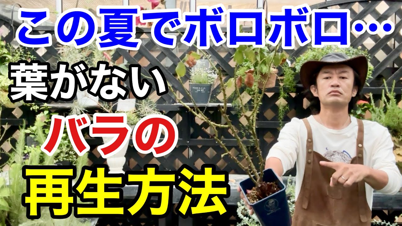 【その水やり注意】夏に弱ったバラの再生方法教えます　　【カーメン君】【園芸】【ガーデニング】【初心者】
