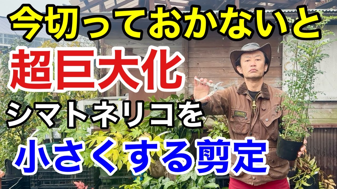 【必ずここを切る事】シマトネリコをコンパクトにする剪定方法教えます　　　　　【カーメン君】【園芸】【ガーデニング】【初心者】
