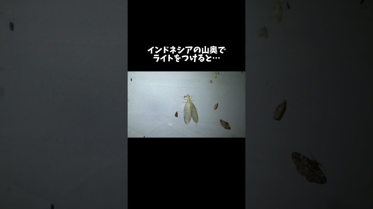 インドネシアの山奥でライトトラップをすると… #shorts