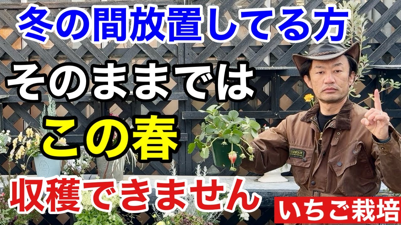 【まだ間に合う】この3つの作業で春に沢山のイチゴが収穫できます　　　　【カーメン君】【園芸】【ガーデニング】