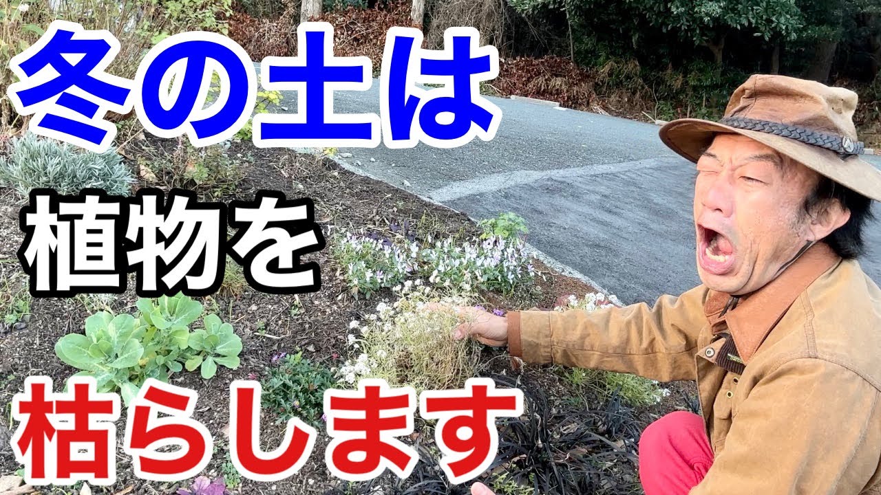 【目からウロコ】土を保護するだけで植物は育ちます　　　　　　　【カーメン君】【園芸】【土づくり】【土壌改良】【マルチング】