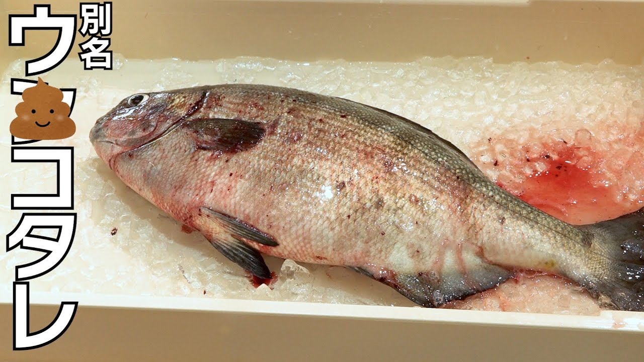 この魚。今まで食べた魚で最も臭いです。