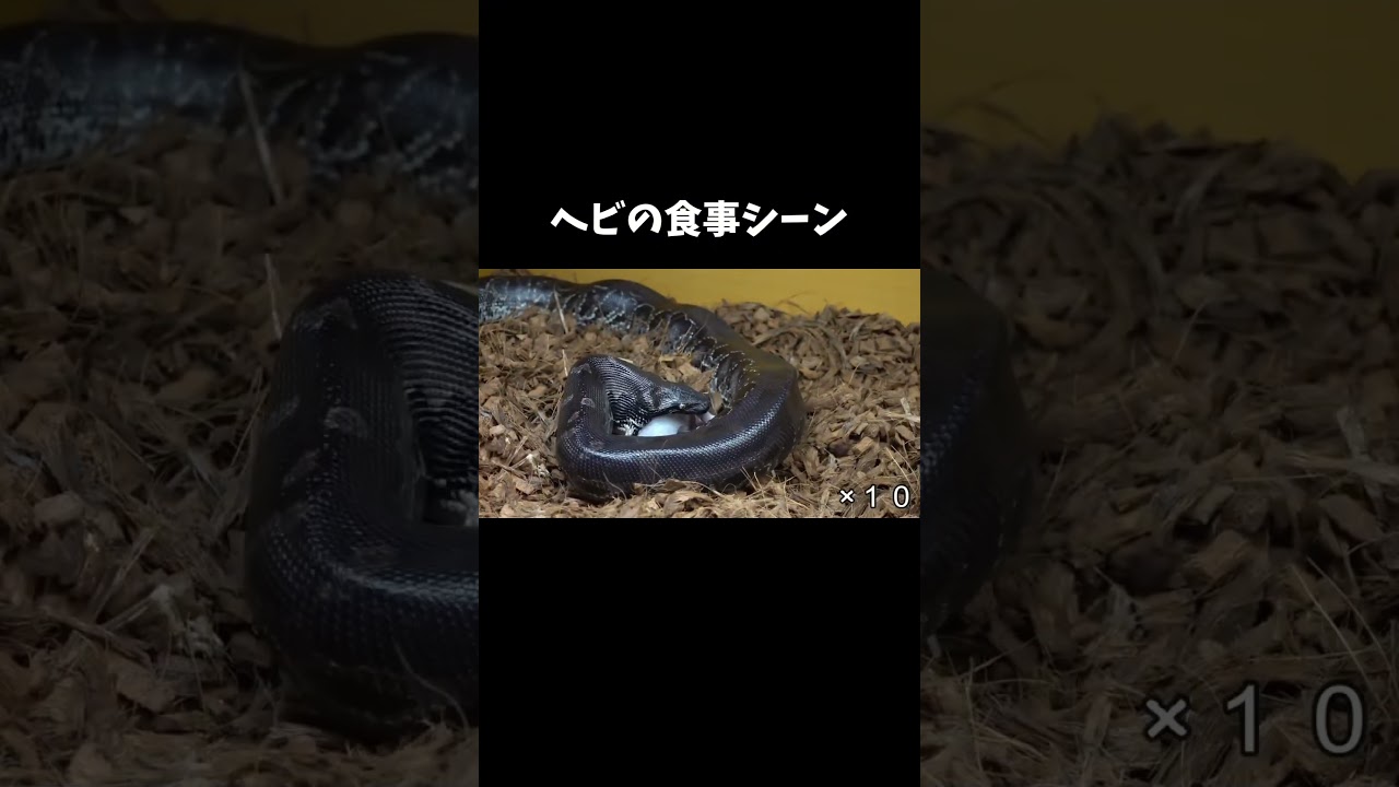ヘビの食事シーン #shorts