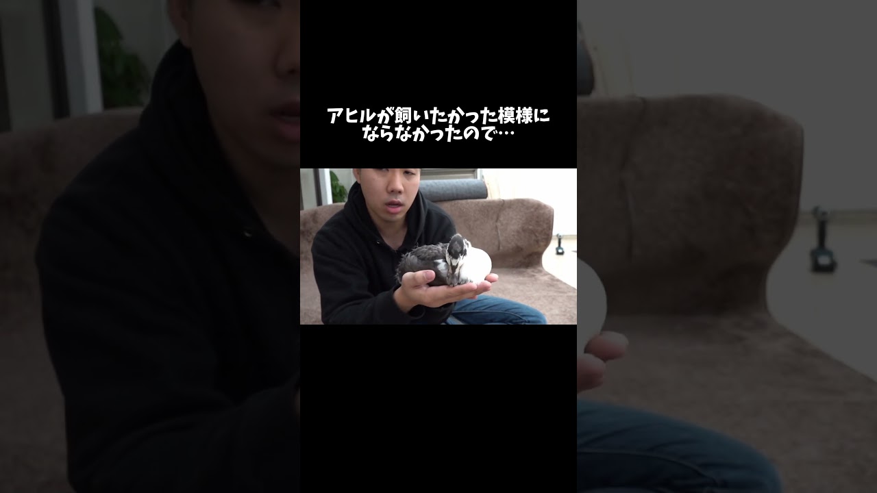 アヒルが飼いたかった模様にならなかったので今後のお話 #shorts