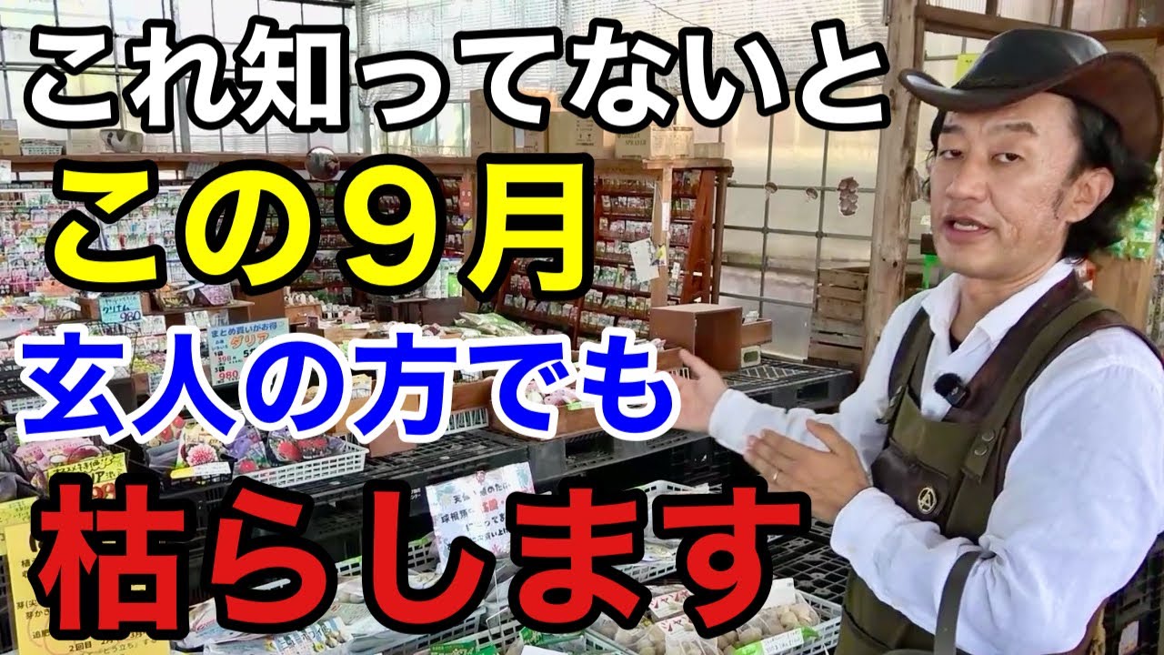 【９月の園芸作業】ズボラさんは必ず見てください！　　【カーメン君】【園芸】【ガーデニング】【初心者】