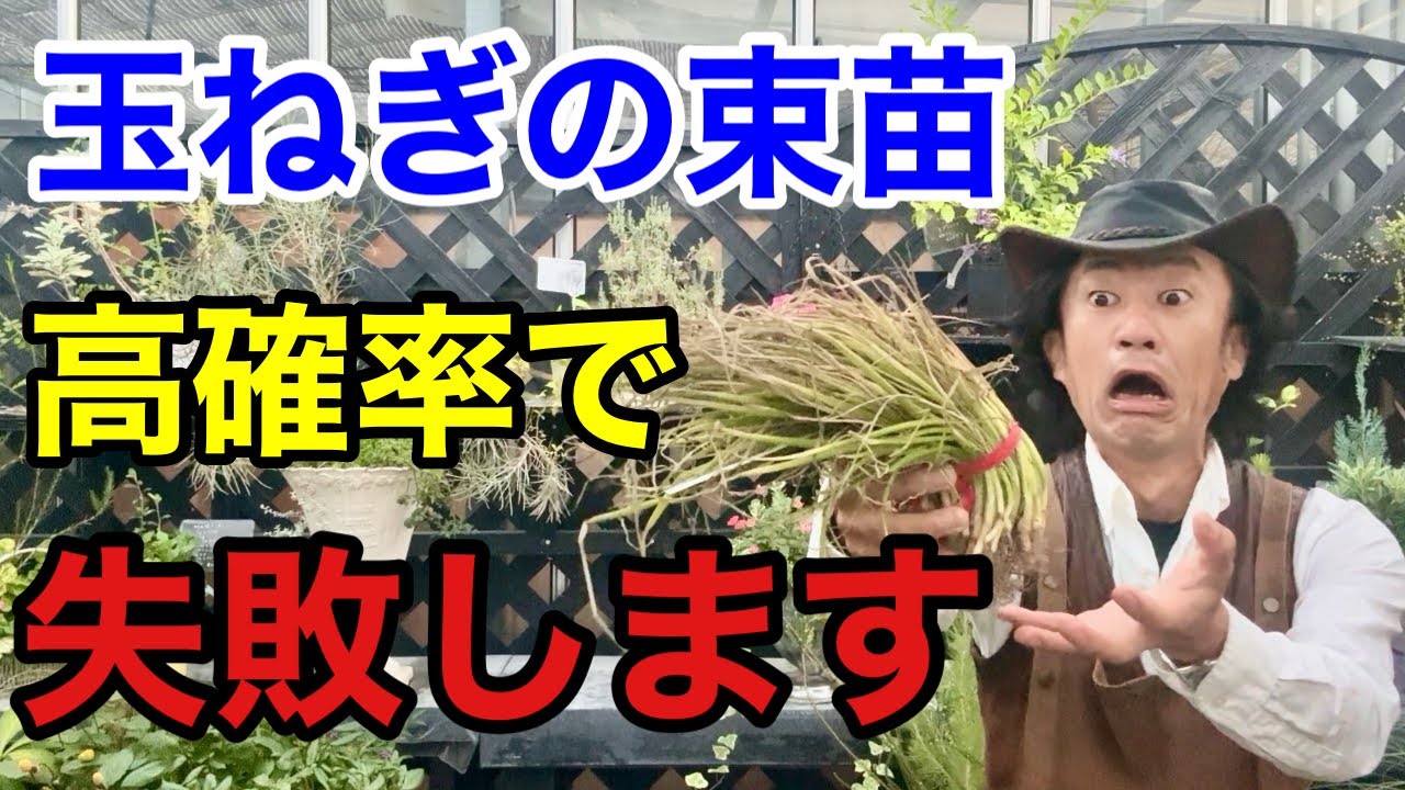 【この苗は大丈夫は嘘】その玉ねぎ苗はそのまま植えてはいけません。　【カーメン君】【園芸】【ガーデニング】【初心者】