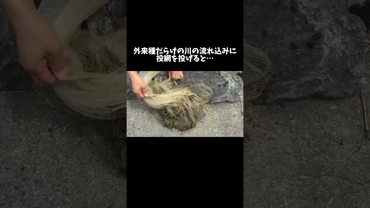 外来種だらけの川の流れ込みに投網を投げると… #shorts