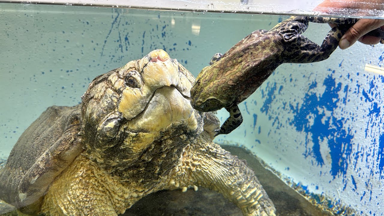 巨大ワニガメがウシガエルまるごと１匹を頭から飲み込む